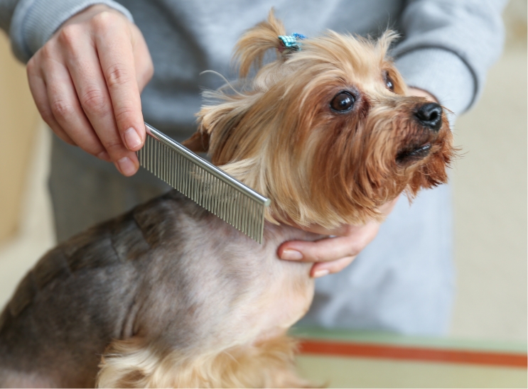 トリミングを受ける犬の利用シーン参考写真