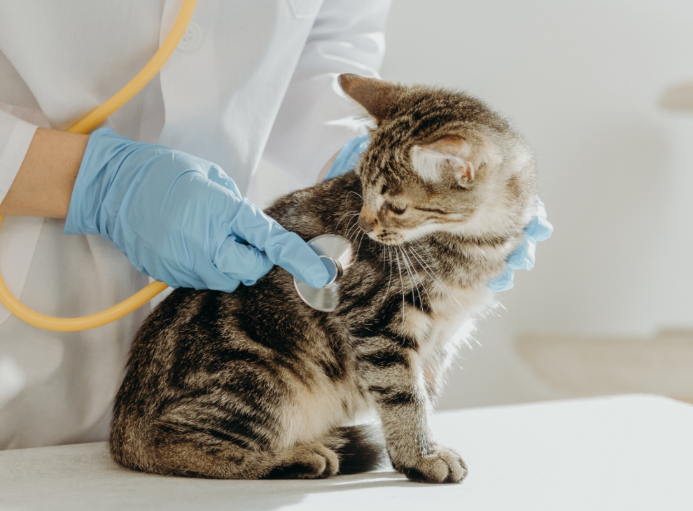 診察を受ける猫の利用シーン参考写真